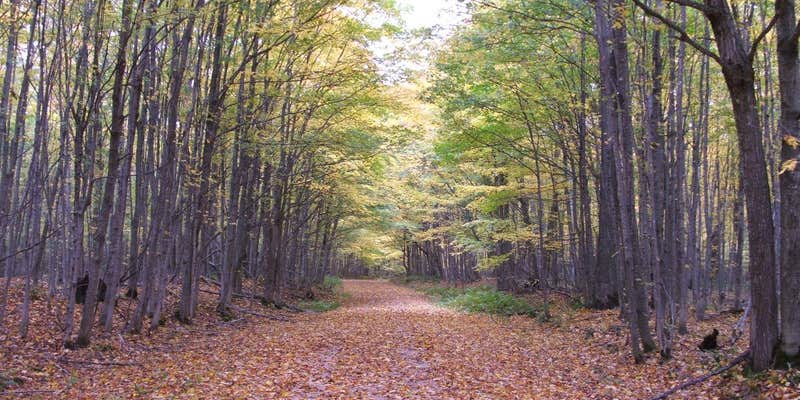 Camper submitted image from Freighter View Campsite on Grand Island