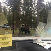 Review photo of Madison Campground — Yellowstone National Park by Taylor H., April 25, 2019