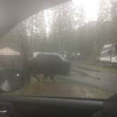 Review photo of Madison Campground — Yellowstone National Park by Taylor H., April 25, 2019