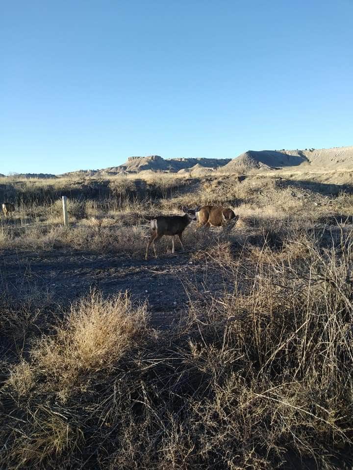 Camper submitted image from Juniper Breaks Campground — Lake Pueblo State Park - 5