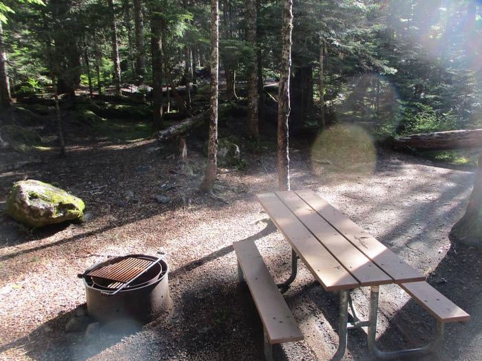 Camper submitted image from Cougar Rock Campground — Mount Rainier National Park - 2
