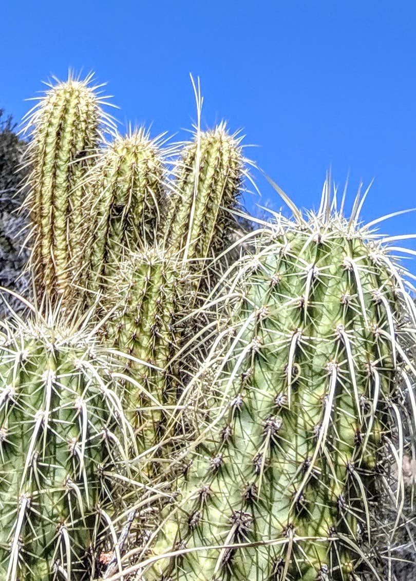 Camper-submitted photo at Round the Mountain Campground near Safford, AZ
