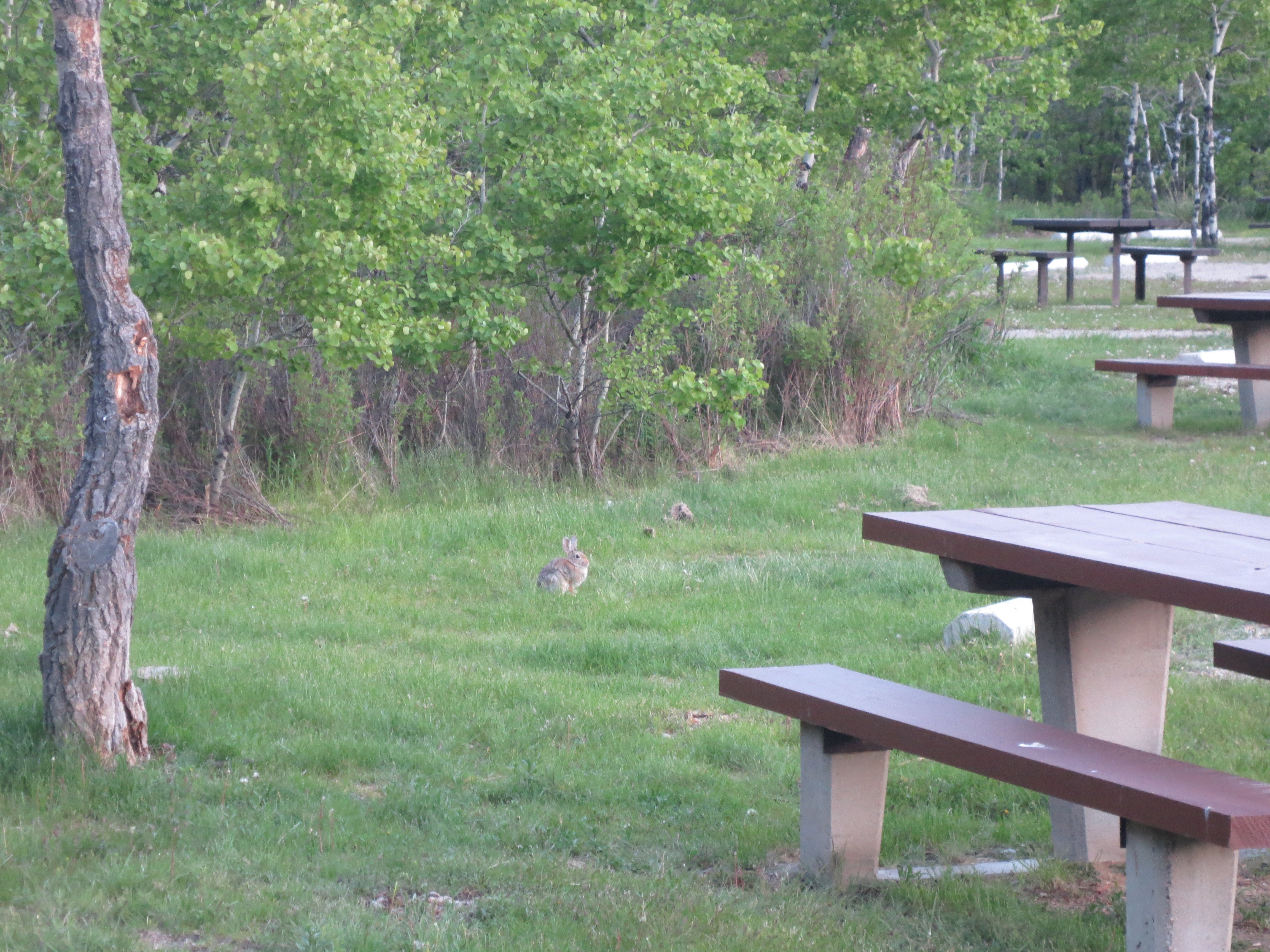 bunnies and picnic tables!