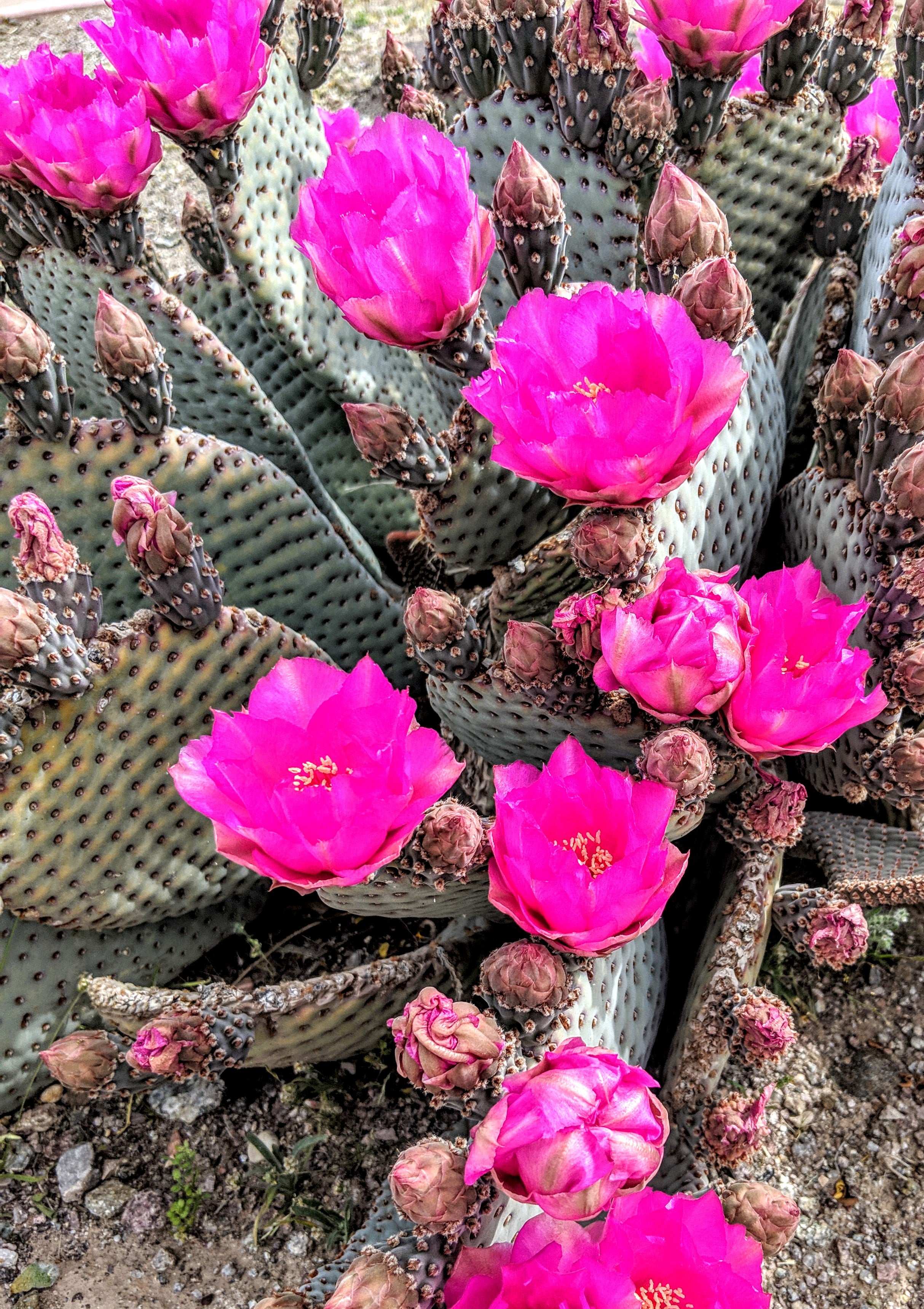 Beaver Tail Cactus bloom in April!  An absolutely amazing site.