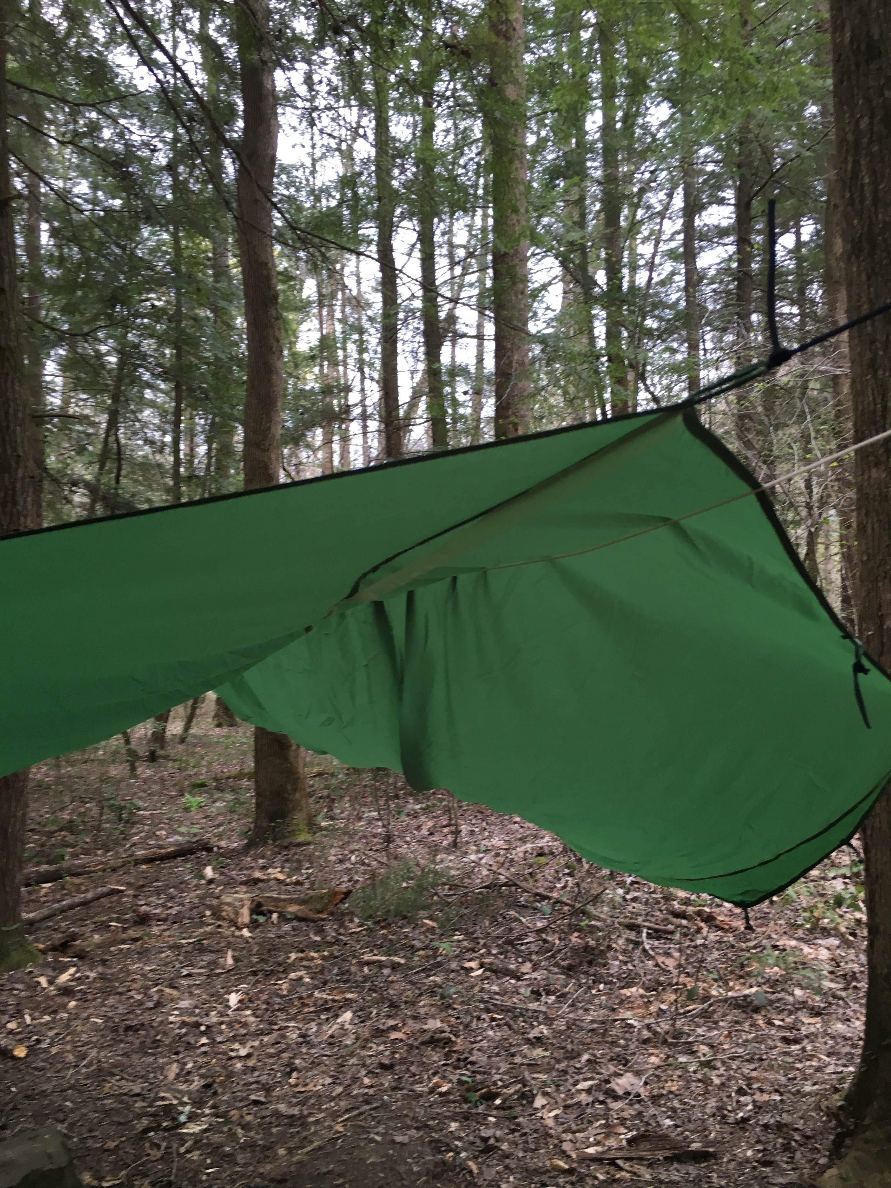 Asher K.'s photo of tent camping at Sipsey Wilderness Backcountry Site (Trail 203 Site C) near Warrior, AL