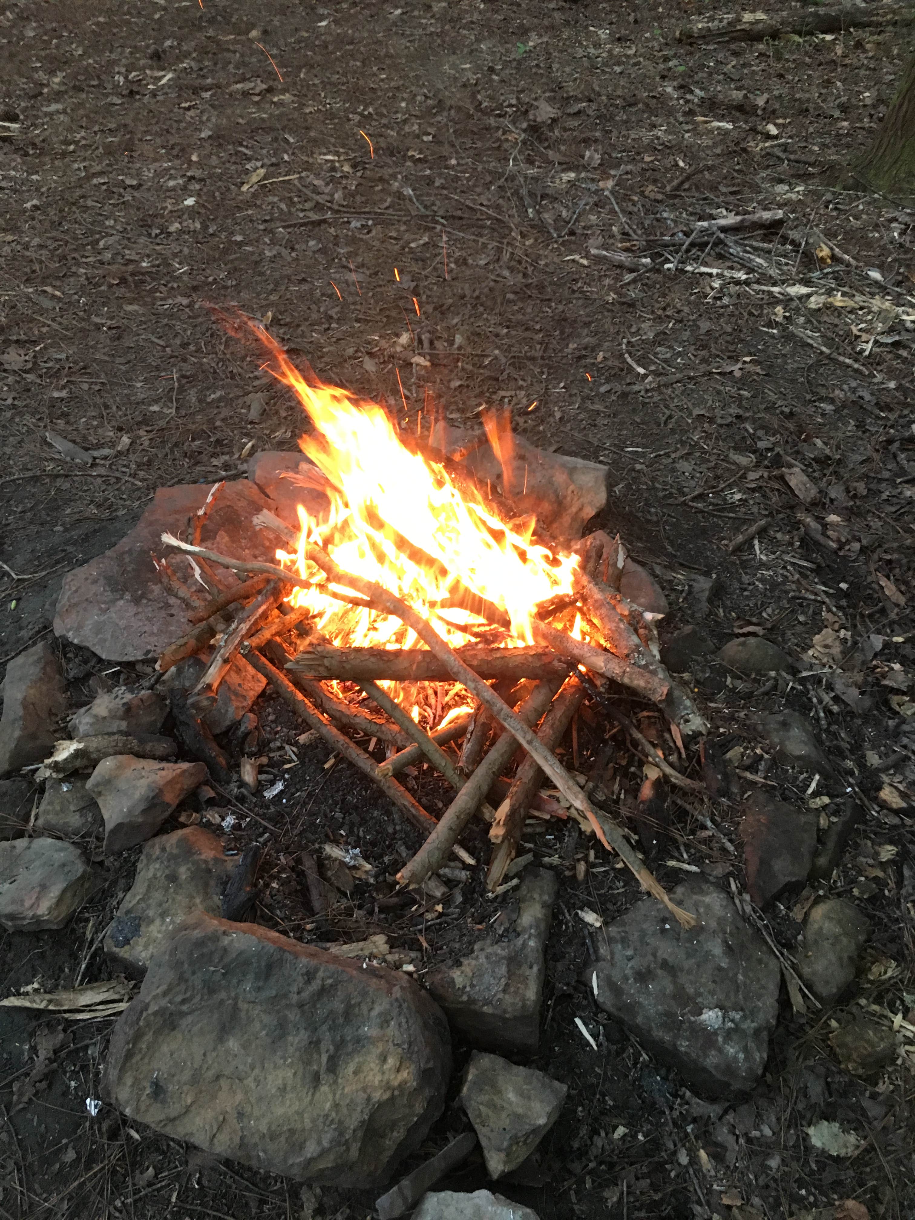 Camper submitted image from Sipsey Wilderness Backcountry Site (Trail 203 Site C) - 3