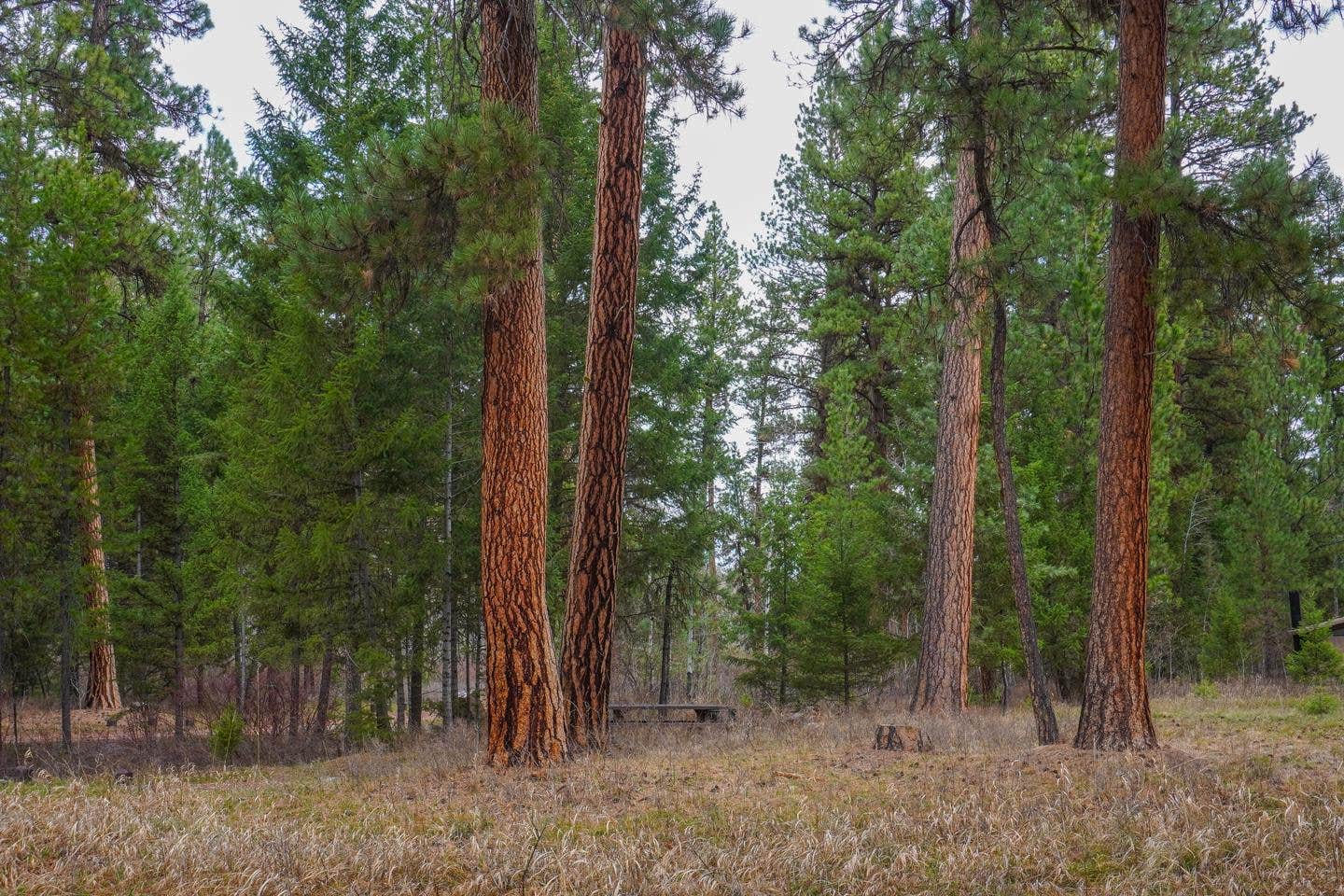 Clearwater National Forest photo 4