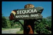 Camper submitted image from Lodgepole Campground — Sequoia National Park - 5