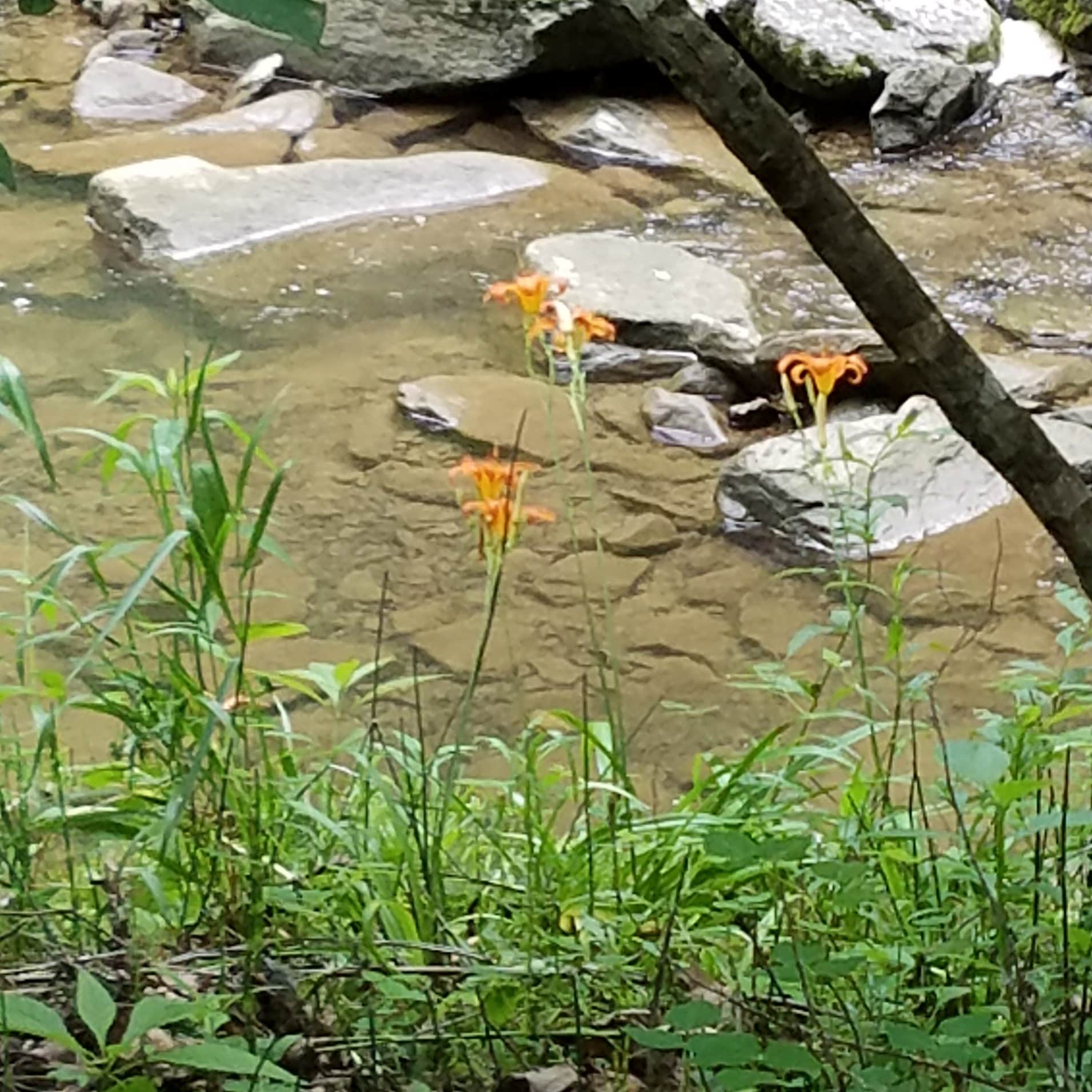 Nature