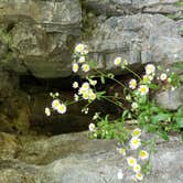 Review photo of Yogi Bear's Jellystone Park at Natural Bridge by Cat R., April 26, 2019