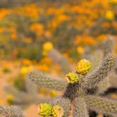 Review photo of Tanque Road Dispersed Camping Near Safford by Shari  G., April 26, 2019