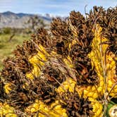 Review photo of Tanque Road Dispersed Camping Near Safford by Shari  G., April 26, 2019