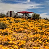 Review photo of Tanque Road Dispersed Camping Near Safford by Shari  G., April 26, 2019