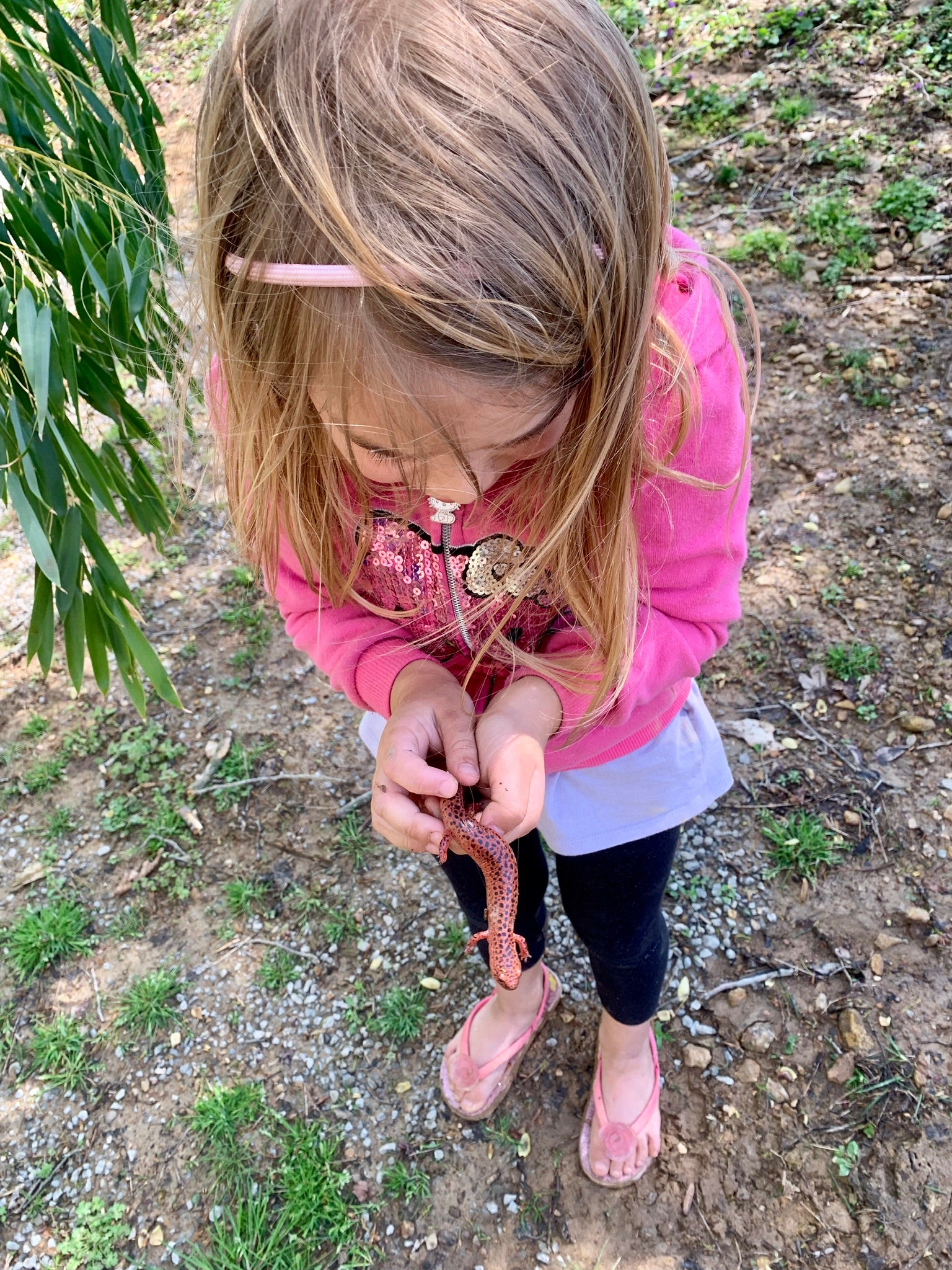 Granddaughter loved the red salamander she found with her dad and PawPaw.