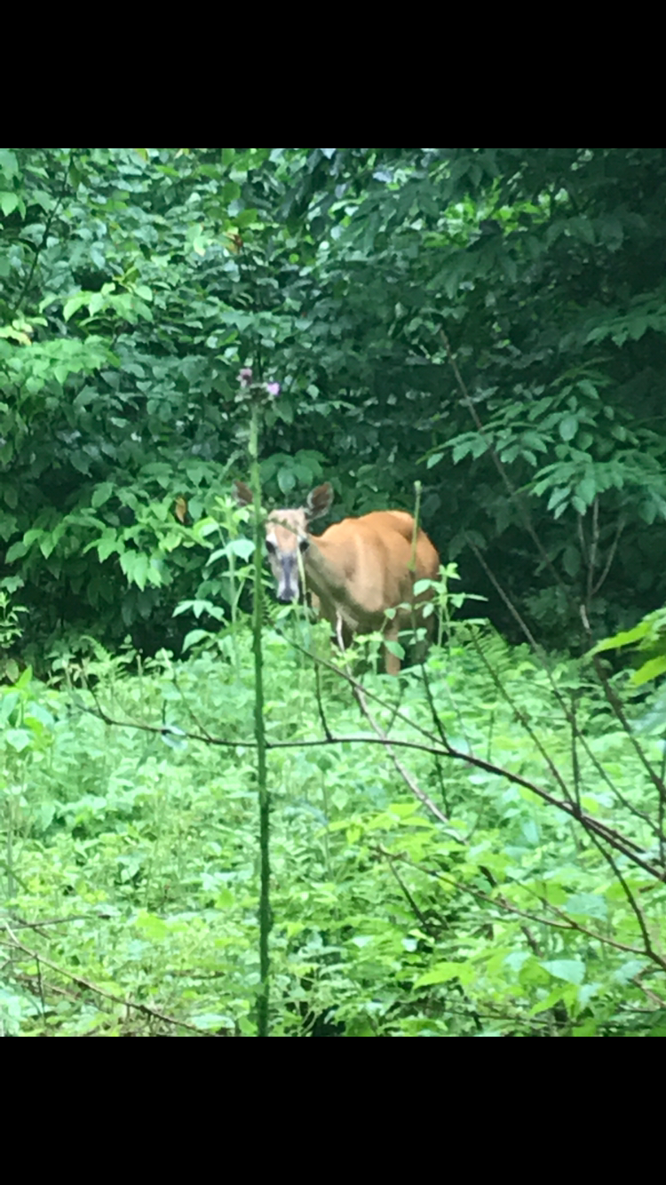 Stacia R.'s photo of camping with pets at Rivermouth Modern Campground — Tahquamenon Falls State Park near Sault Ste. Marie, MI