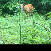 Review photo of Rivermouth Modern Campground — Tahquamenon Falls State Park by Stacia R., April 27, 2019