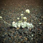 Review photo of Lava Flow Campground — Craters of the Moon National Monument by Bjorn S., July 20, 2015
