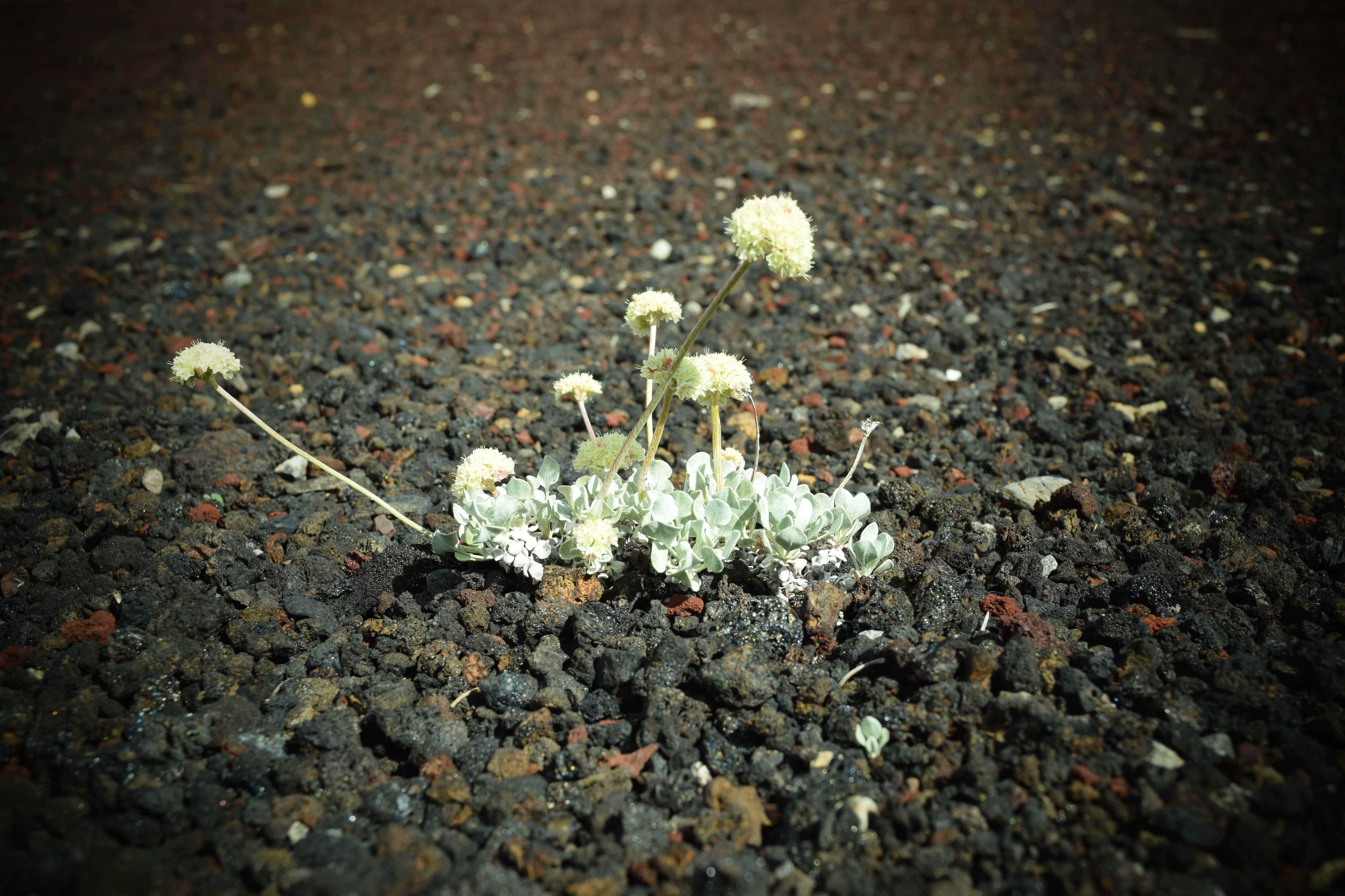 Camper submitted image from Lava Flow Campground — Craters of the Moon National Monument - 2