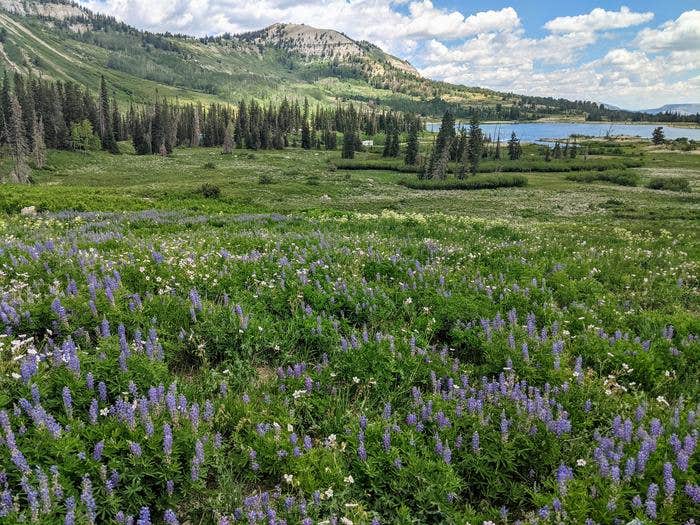 Camper submitted image from Ferron Reservoir Campground — Manti La Sal National Forest - 1