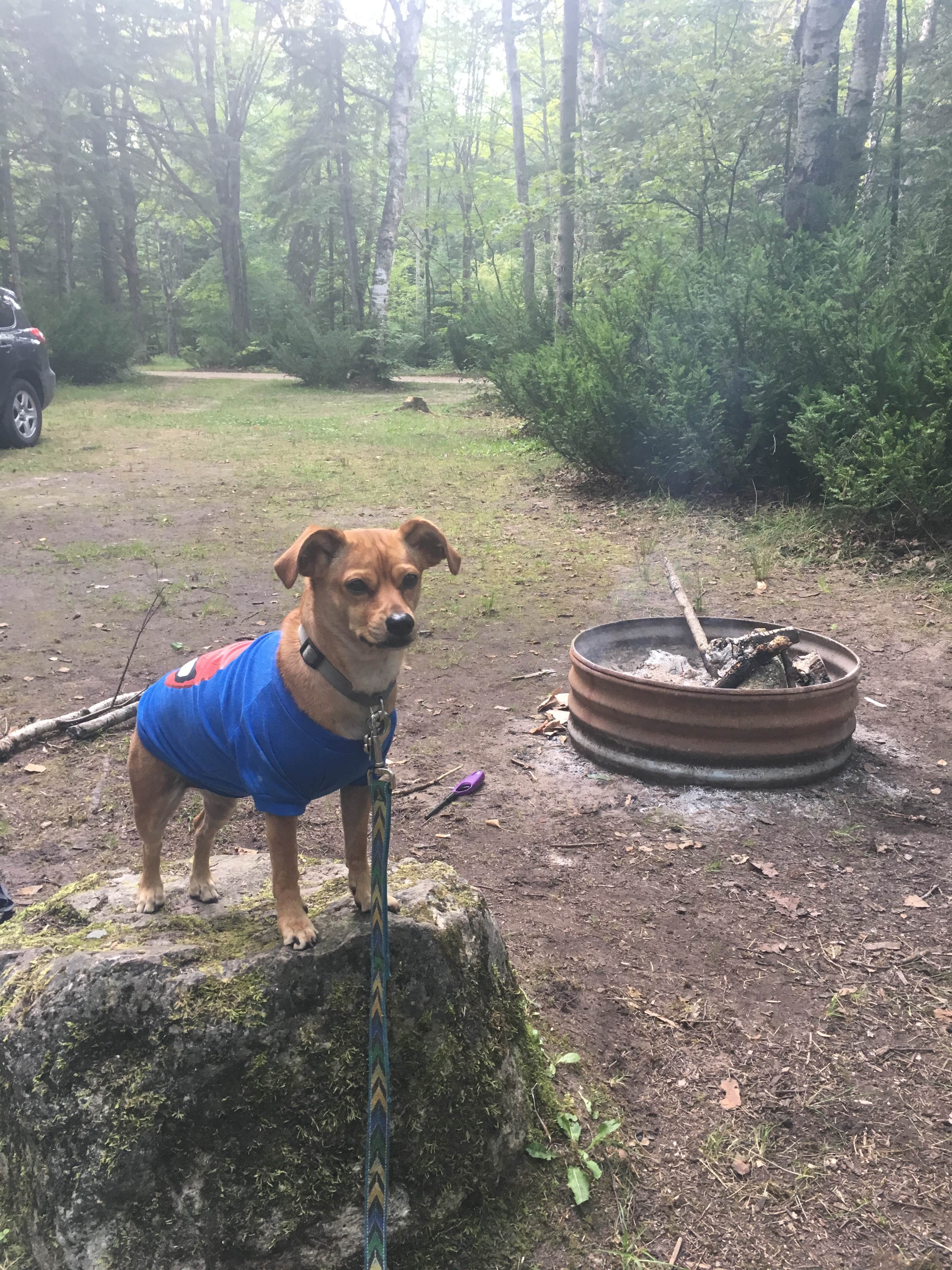 Camper-submitted photo at Brevoort Lake Campground near St. Ignace, MI