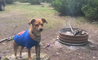 C D.'s photo of camping with pets at Brevoort Lake Campground near Rudyard, MI
