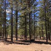 Review photo of North Campground — Bryce Canyon National Park by Erin M., April 27, 2019