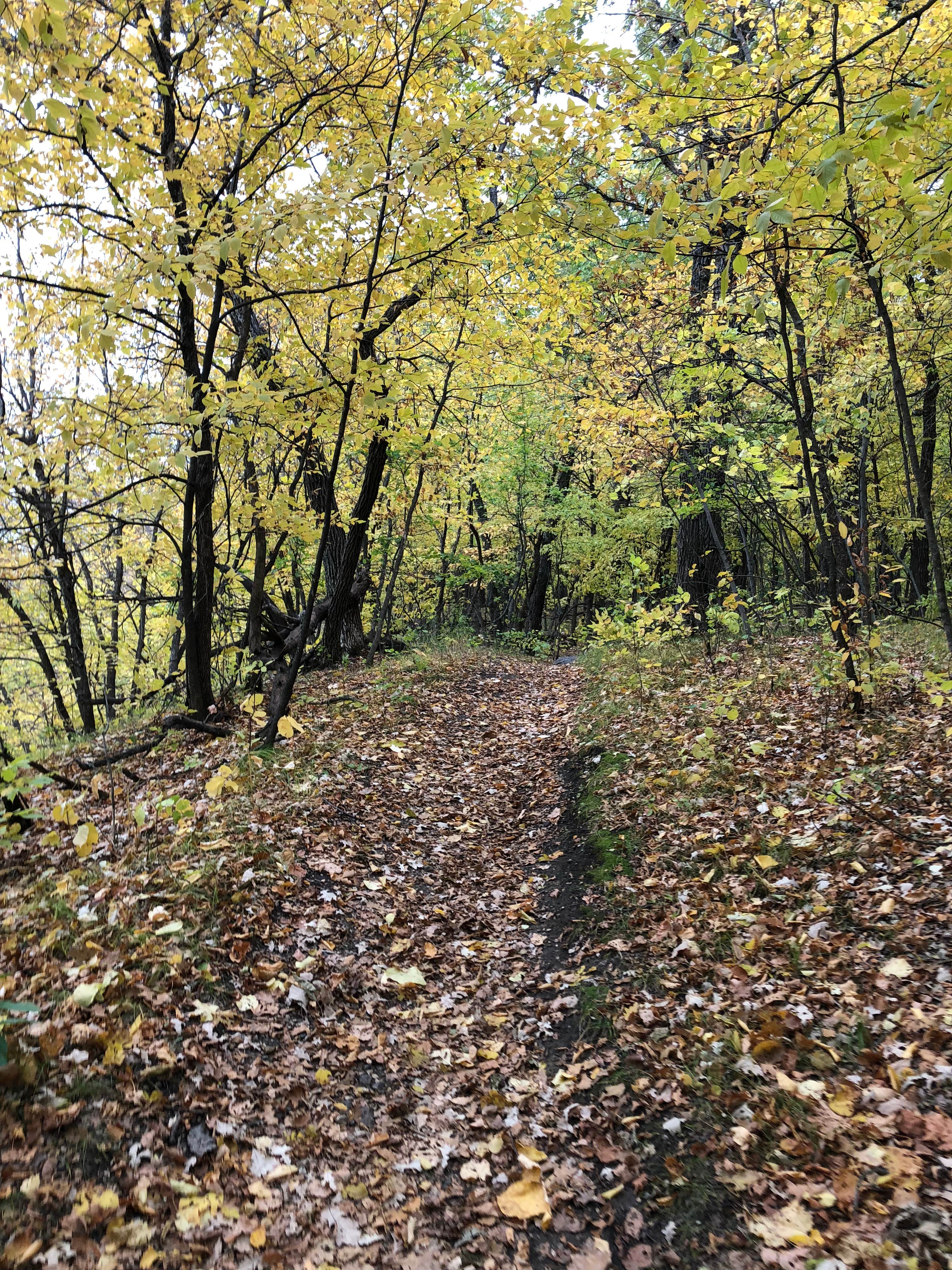 Camper submitted image from Turtle River State Park Campground - 3