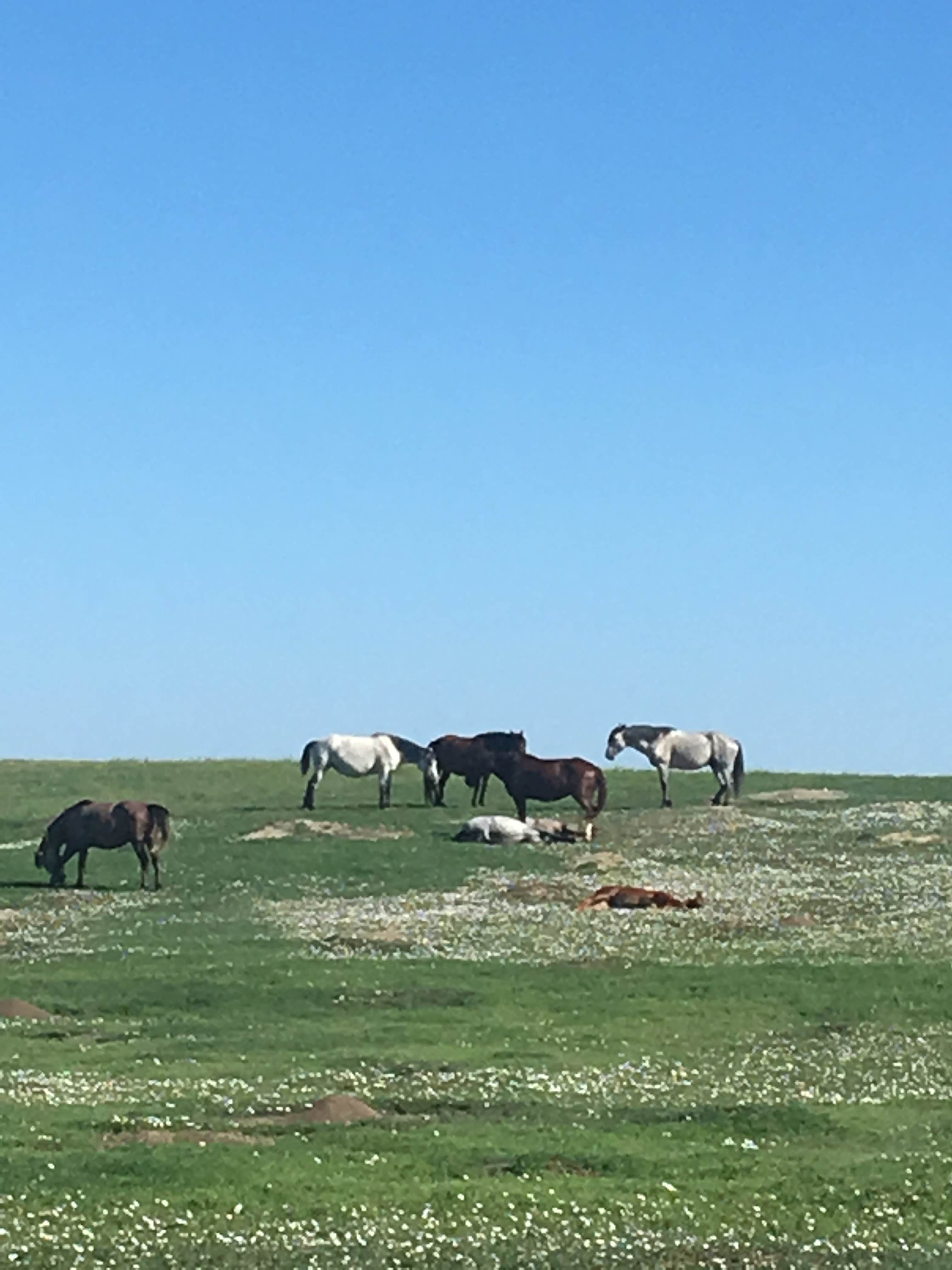 Kacie B.'s photo of camping with a horse at Sully Creek State Park — Sully Creek State Recreation Area near Dakota Prairie National Grasslands