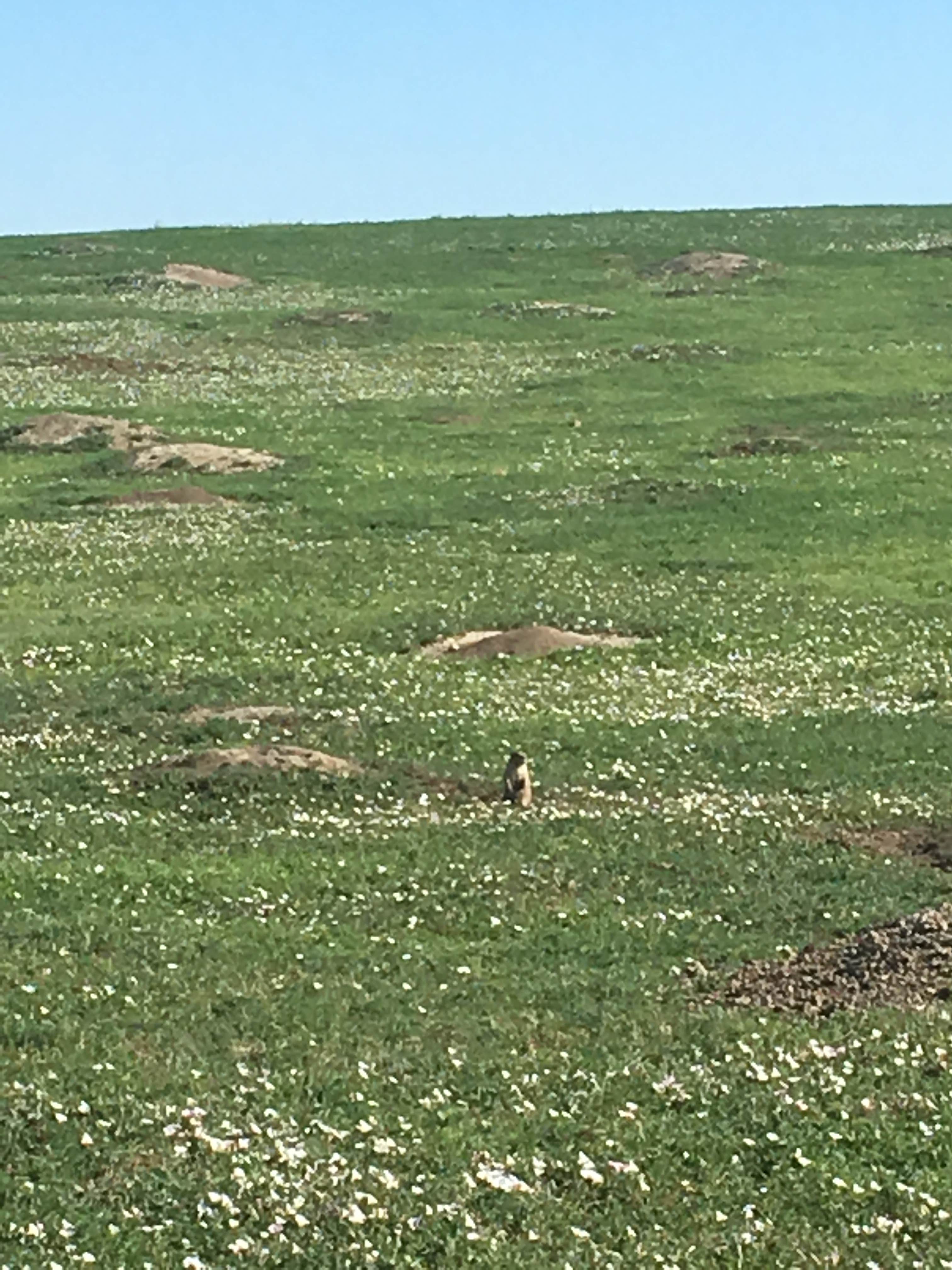 Camper submitted image from Little Missouri National Grassland - 4