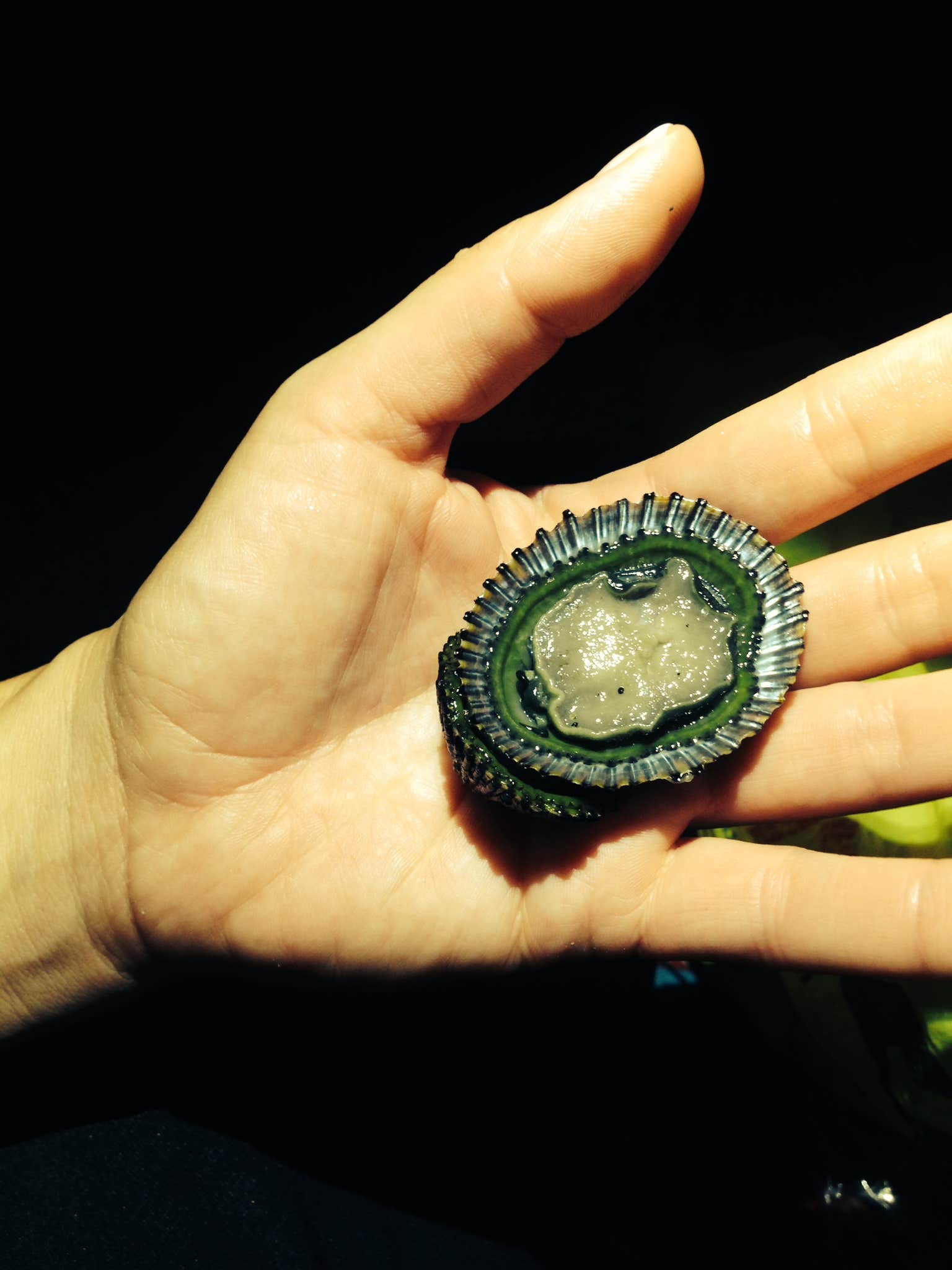 Camper-submitted photo at Halape Shelter — Hawai'i Volcanoes National Park near Hawaii Volcanoes National Park