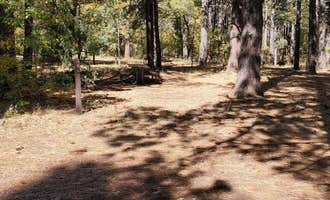 Camping near Lakeview Campground: Double Springs Campground, Mormon Lake, Arizona