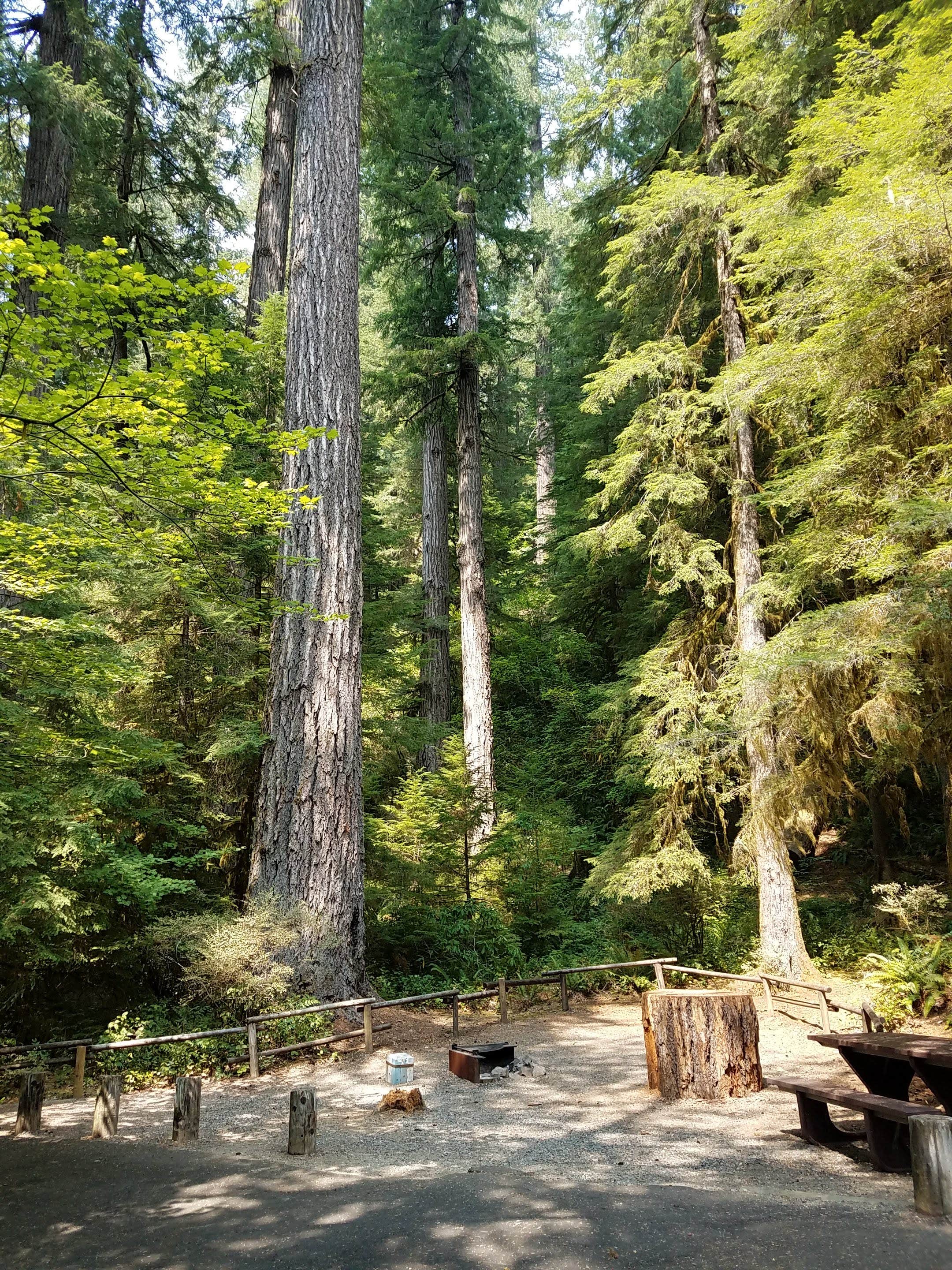 Camper submitted image from Yellowbottom Recreation Site — Quartzville Creek Wild And Scenic River - 2
