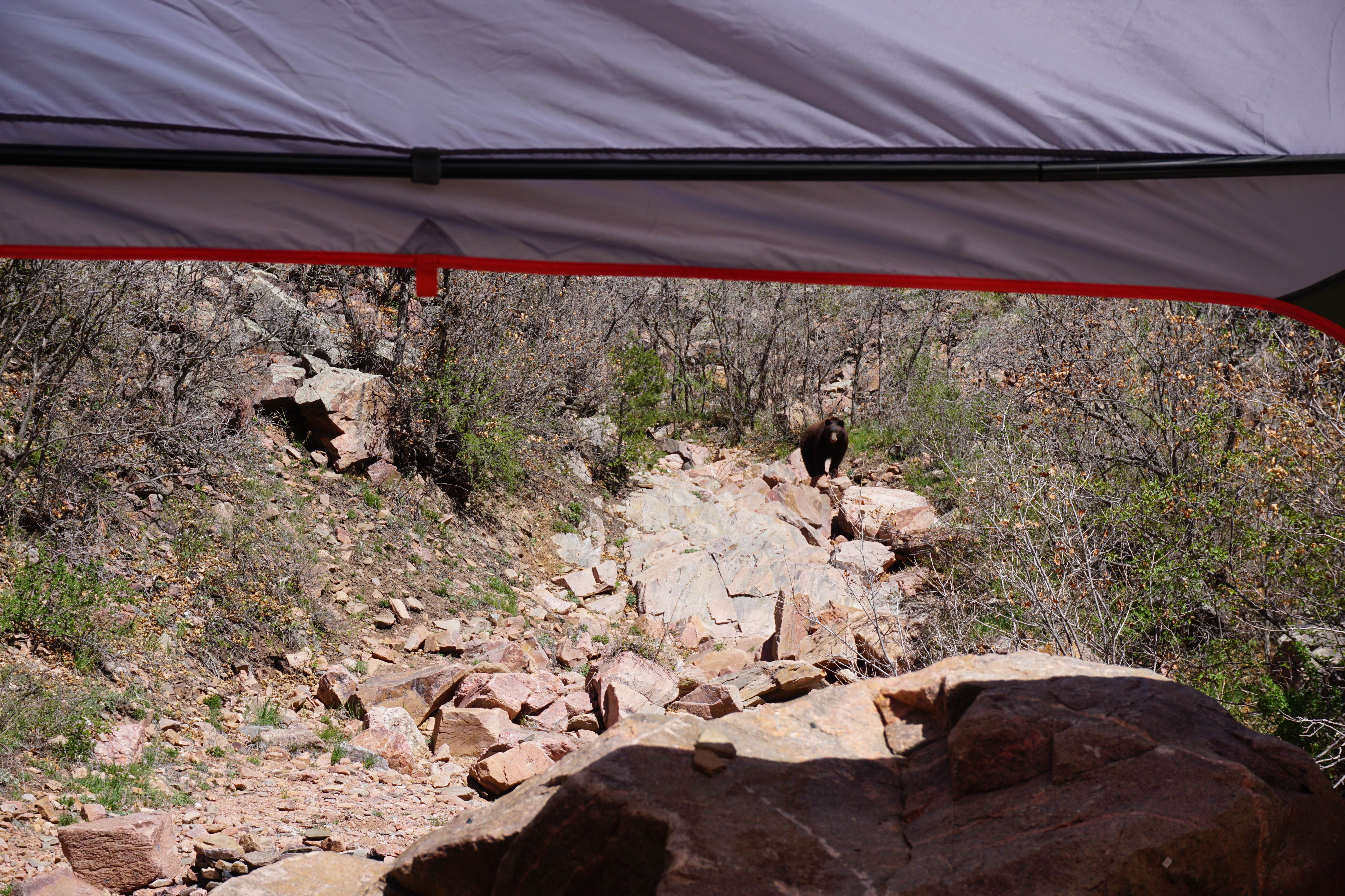 Shannon C.'s photo of tent camping at Phantom Canyon Road BLM Sites near Howard, CO