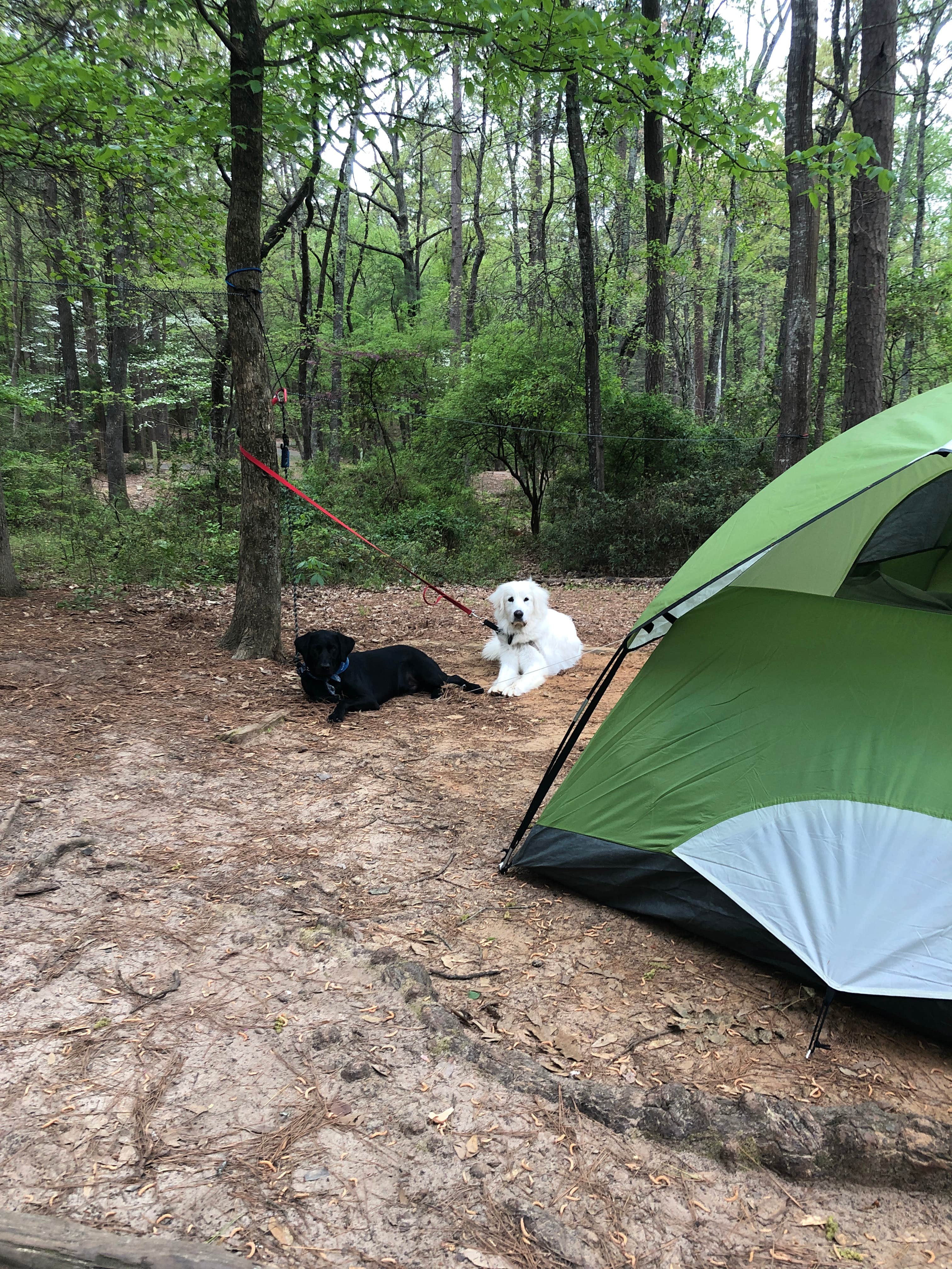 Mikaela H.'s photo at Tyler State Park Campground near Henderson, TX
