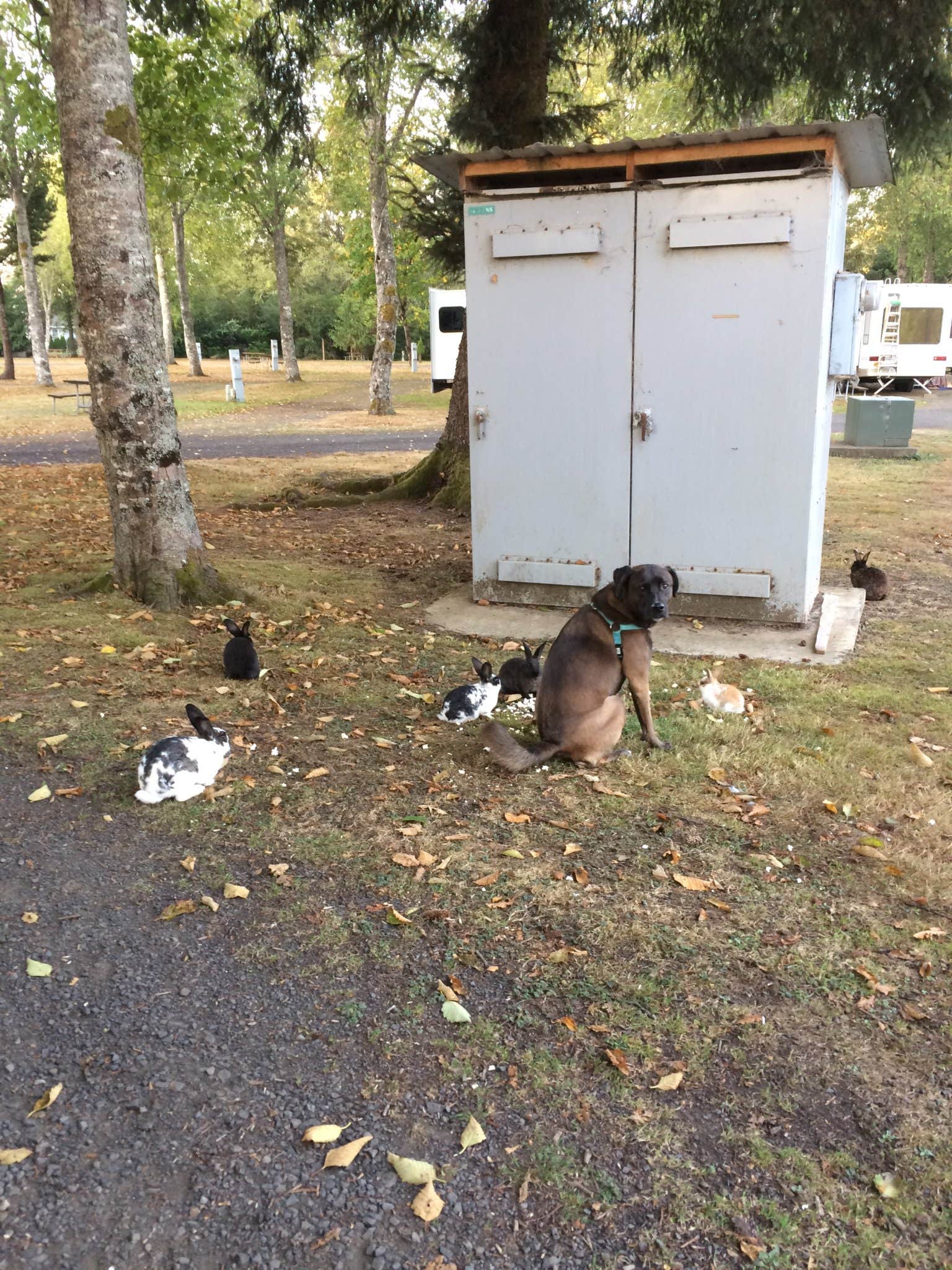 Camper submitted image from Pleasant Valley RV Park - 4