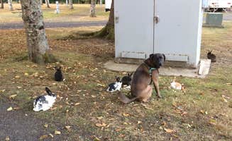 Kathey C.'s photo of camping with pets at Pleasant Valley RV Park near Grand Ronde, OR
