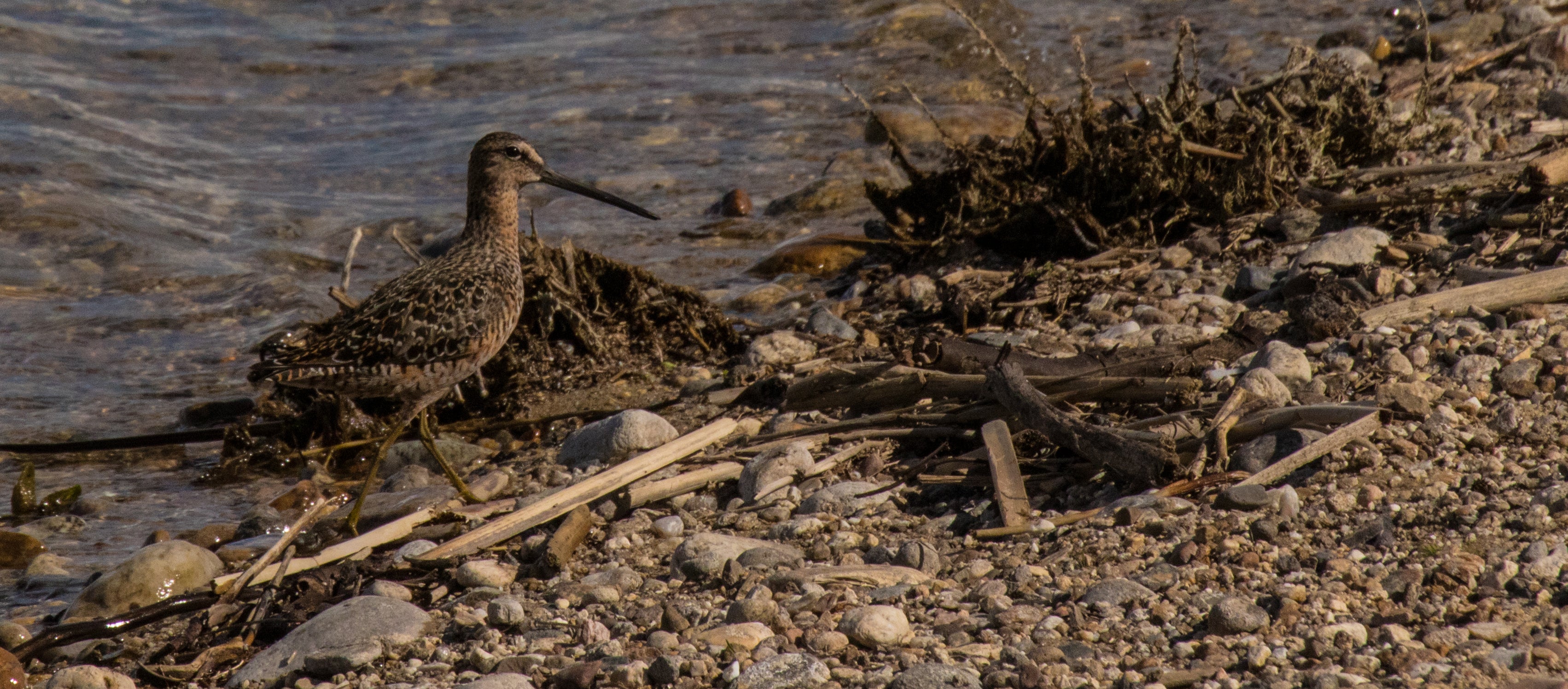 Had never seen a Dowitcher...cool bird sighting.