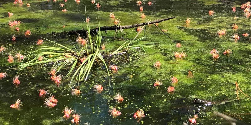 Camper submitted image from Channel Marker Campsite On Grand Island