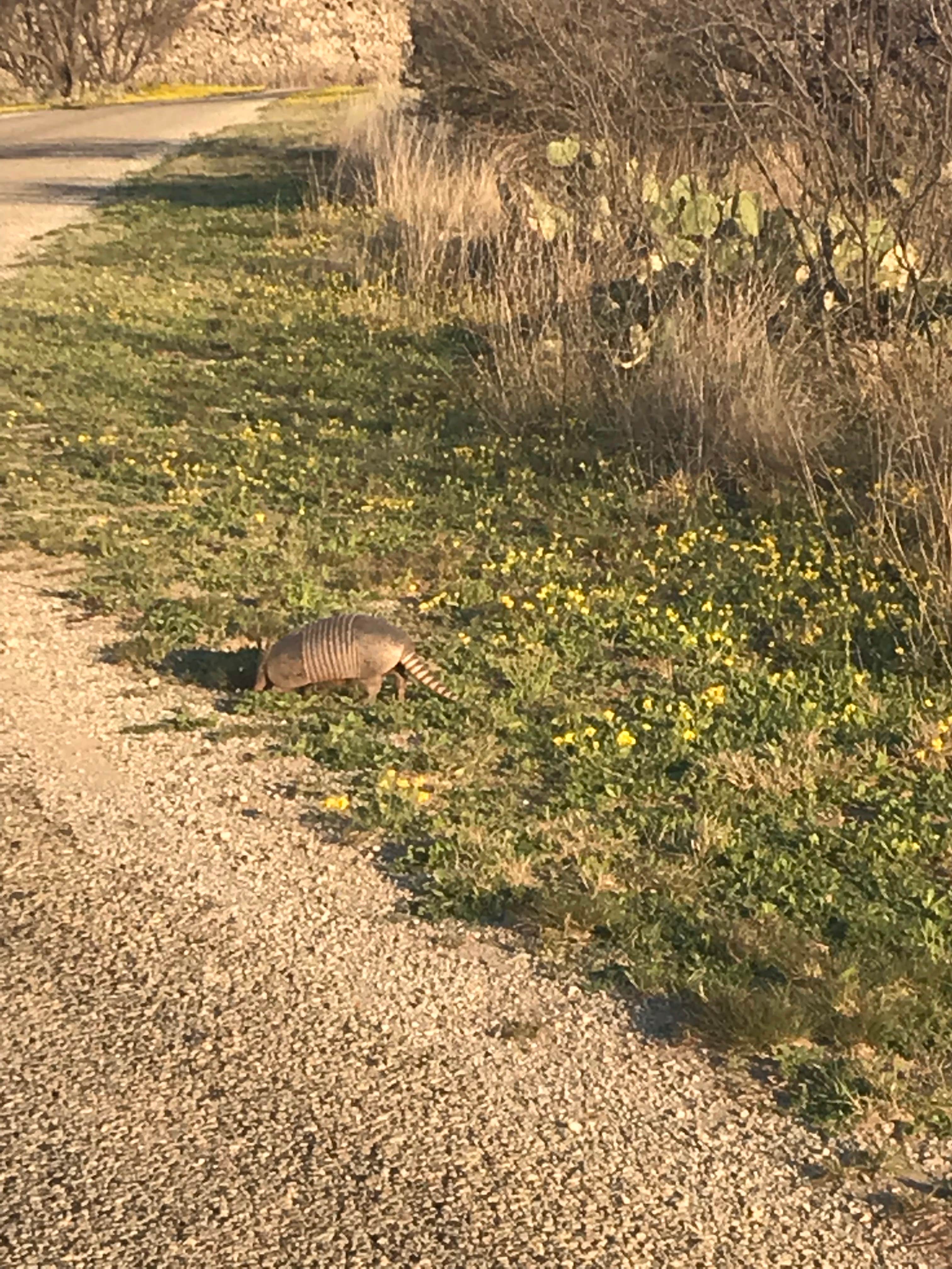 Camper submitted image from Red Arroyo — San Angelo State Park - 3