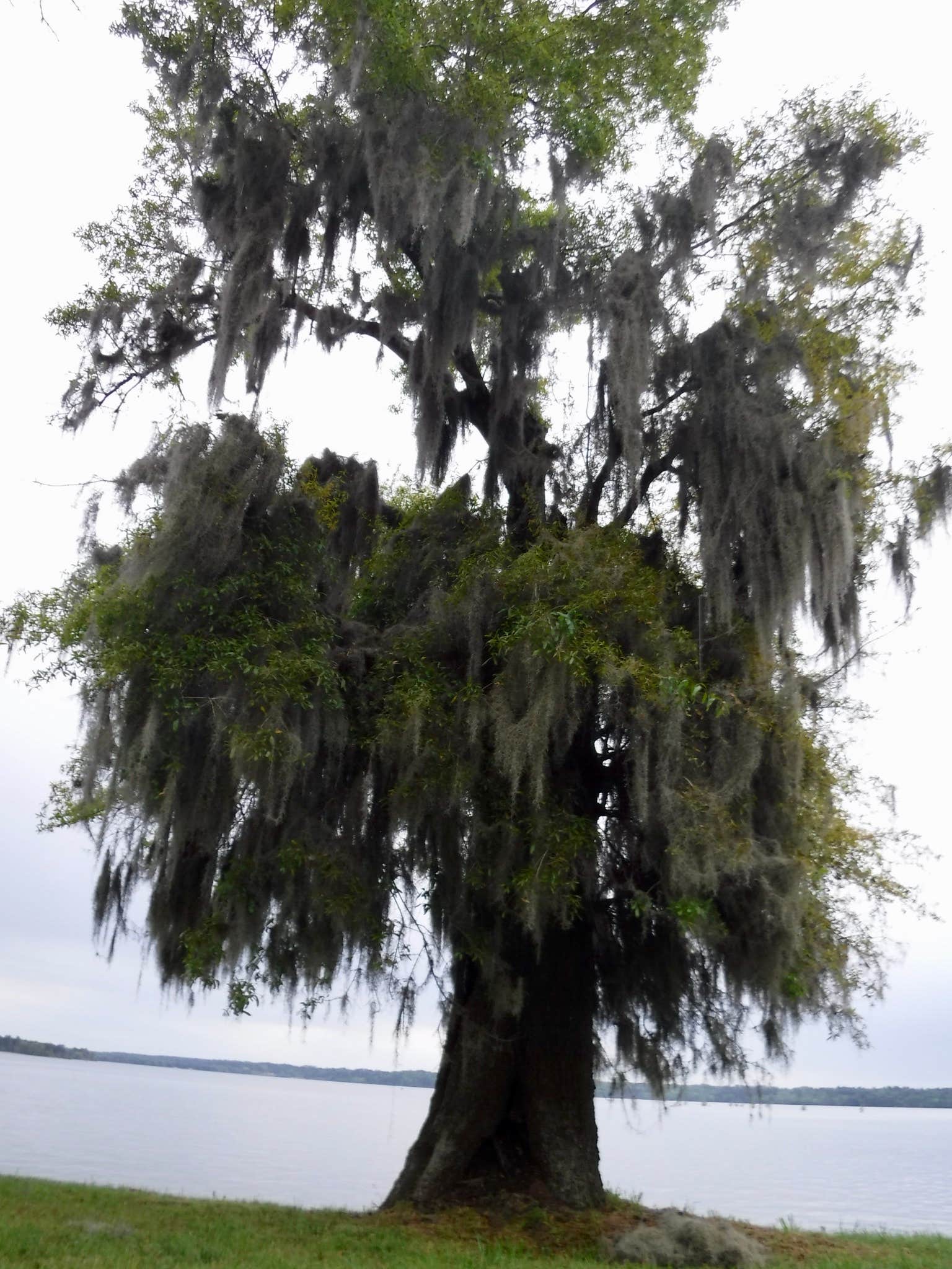 Camper-submitted photo at Martin Dies, Jr. State Park Campground near Pineland, TX