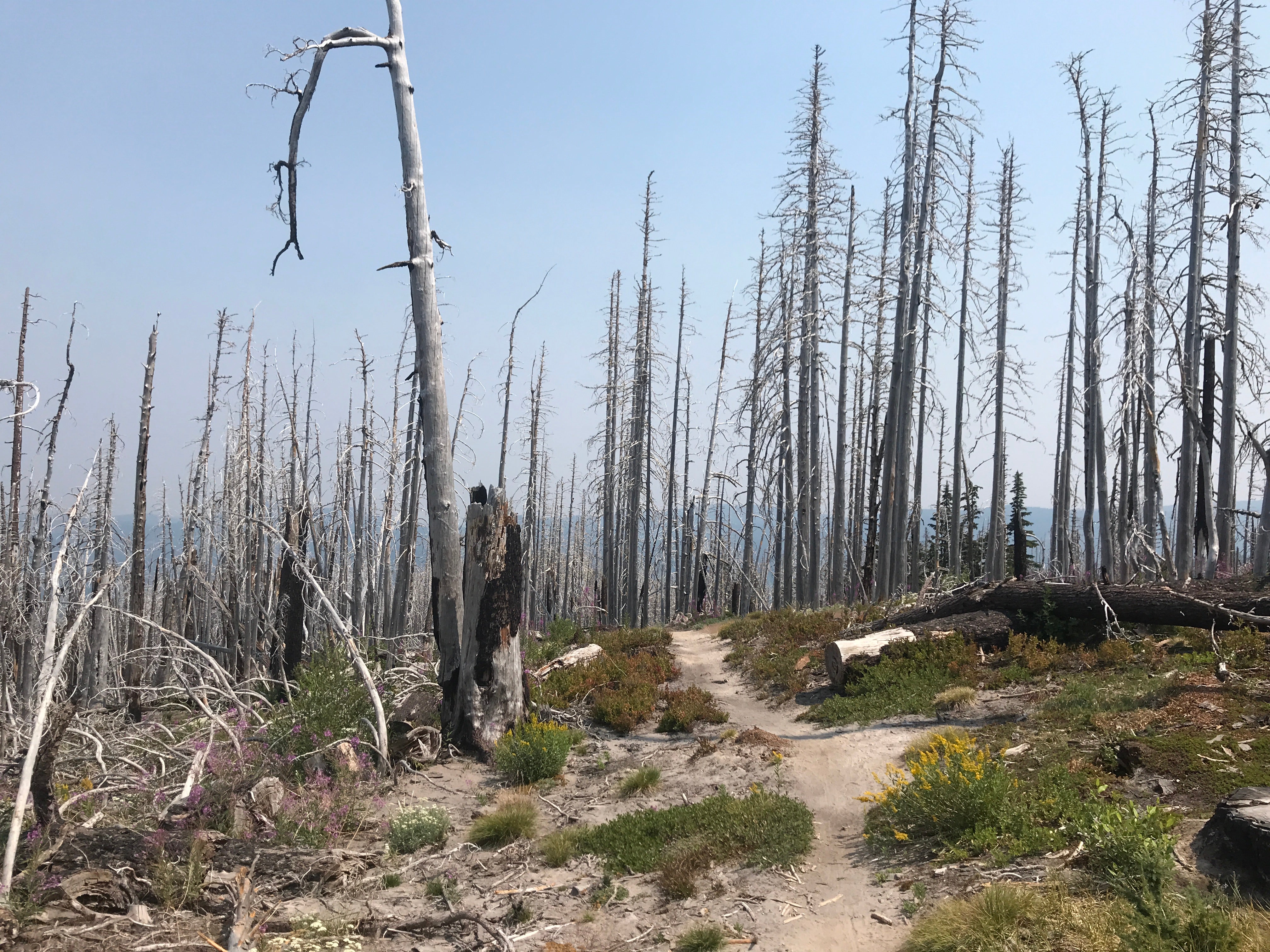 Burn on the lower trails