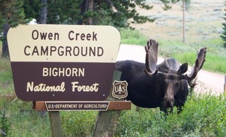 Camping near Shell Creek: Owen Creek, Wolf, Wyoming