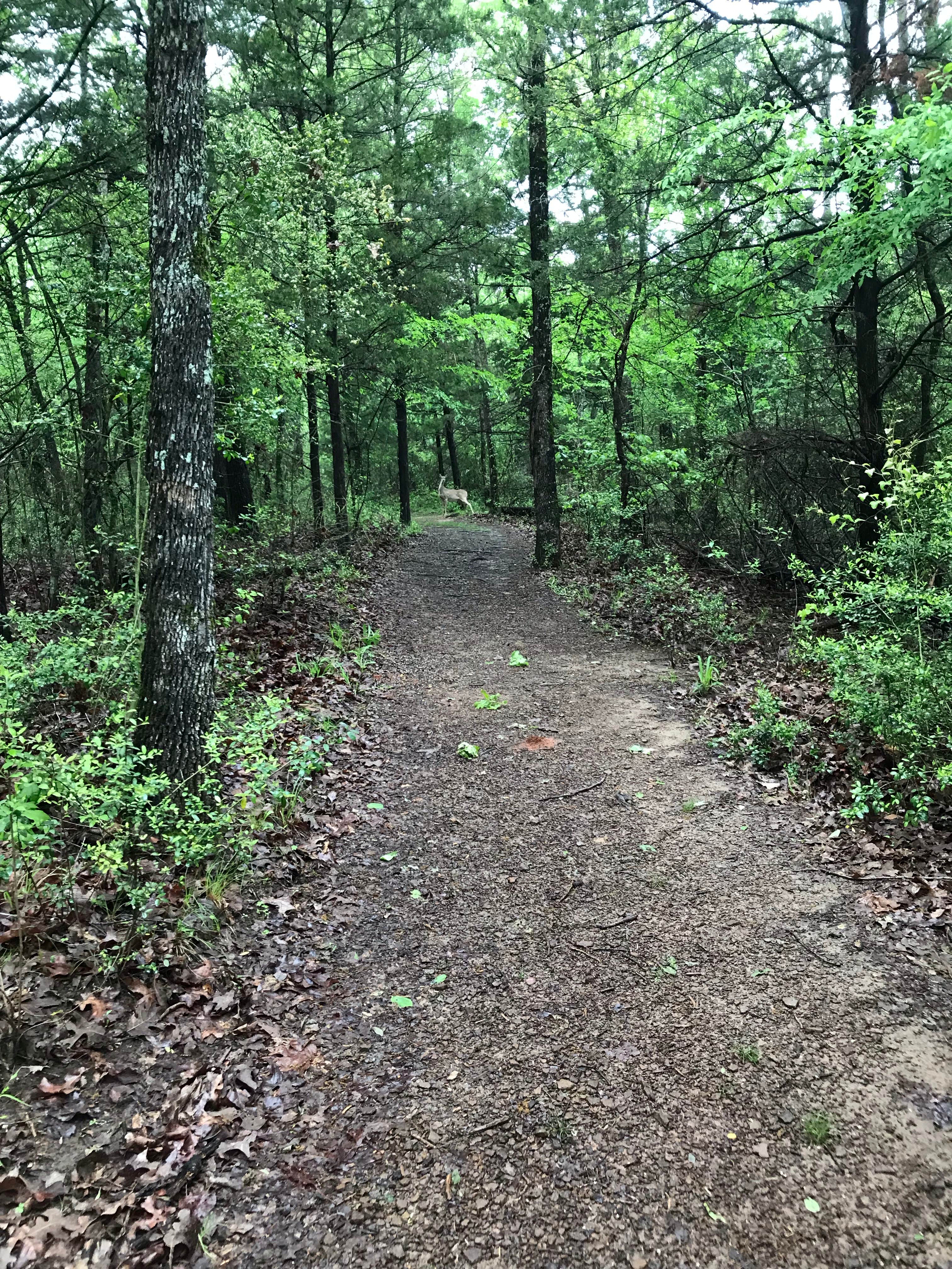 Camper submitted image from Purtis Creek State Park Campground - 3