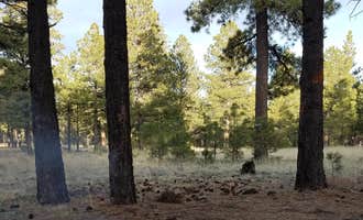 Camping near Abineau & Bear Jaw Trail Camp: Lockett Meadow Dispersed Camping, Flagstaff, Arizona
