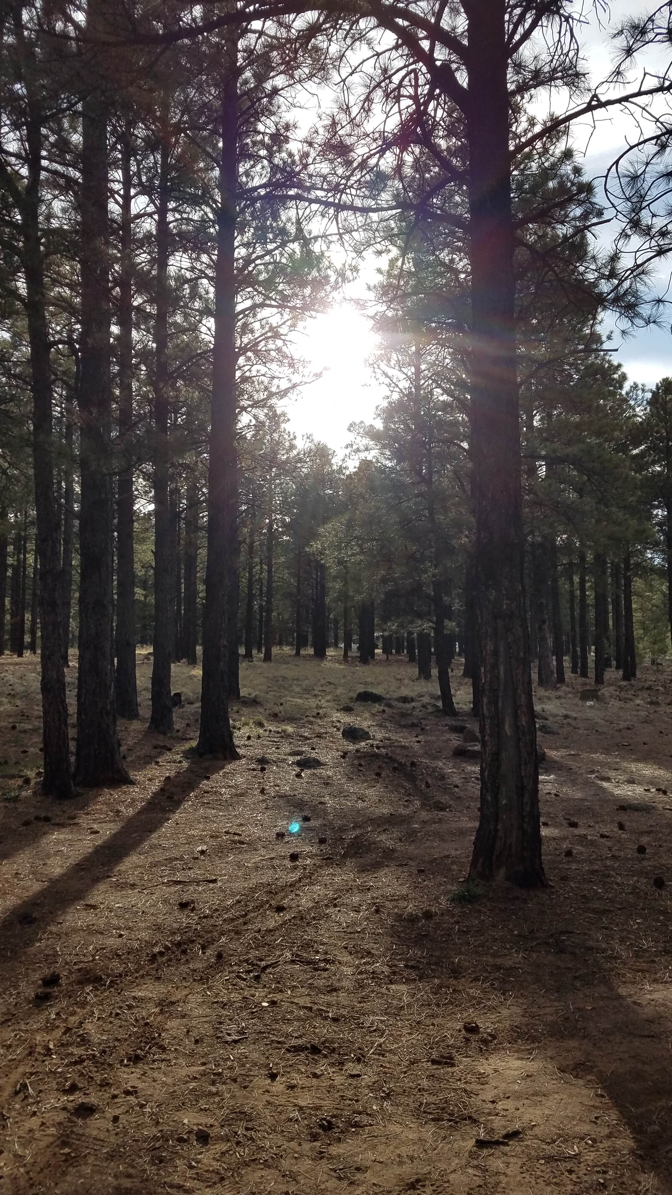 Camper submitted image from Lockett Meadow Dispersed Camping - 2