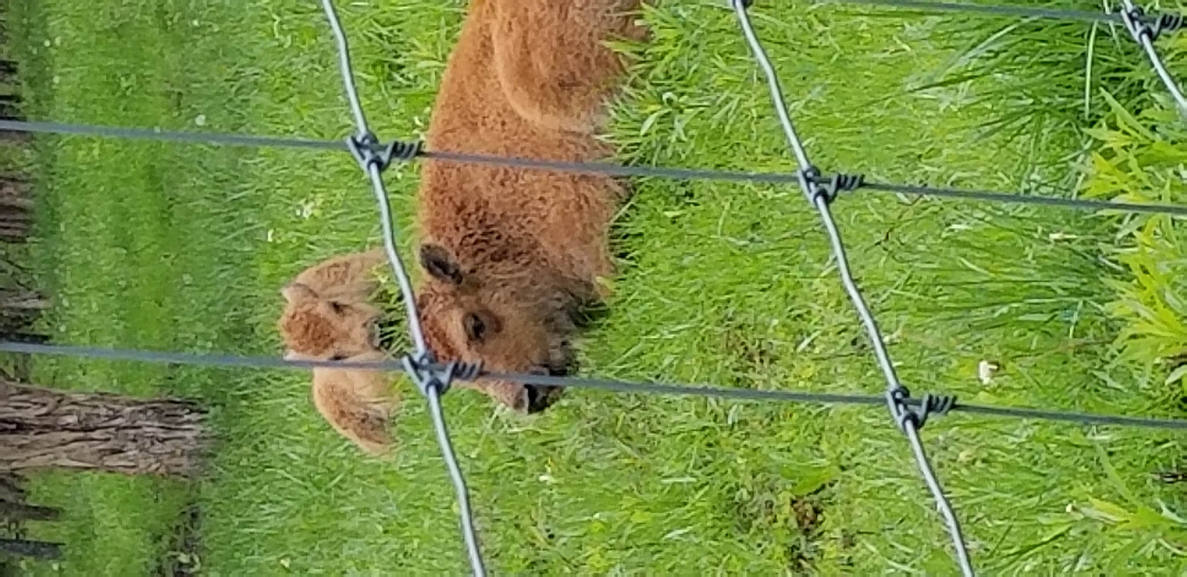 Camper-submitted photo at Big Bone Lick State Historic Site Campground in Kentucky