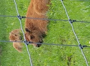 Big Bone Lick State Historic Site Campground
