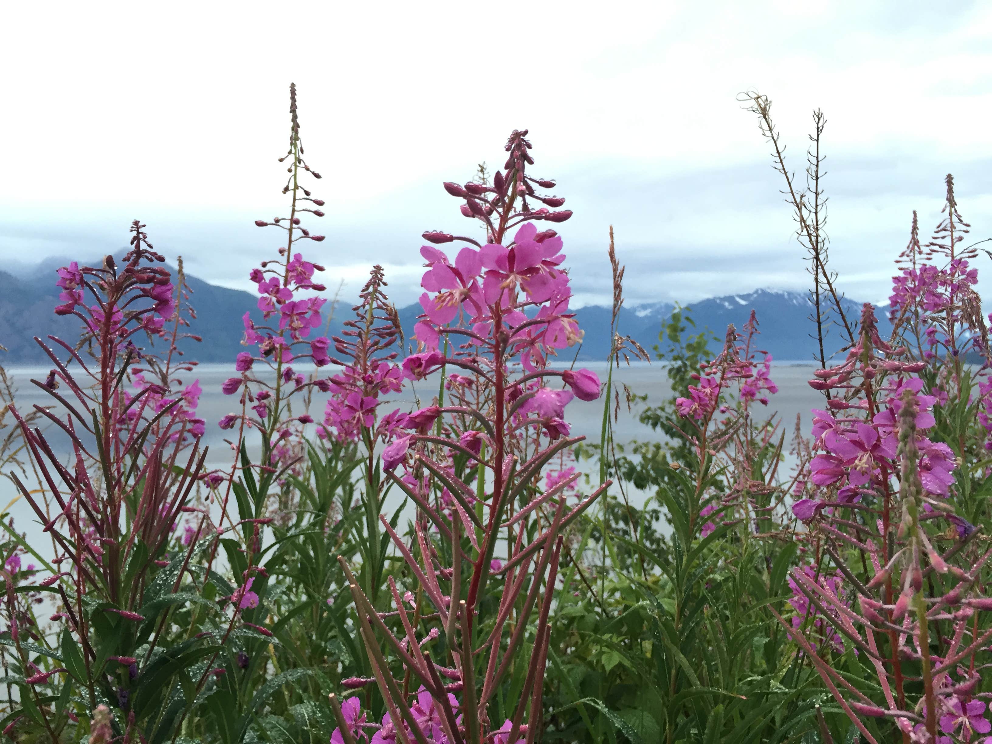 Camper submitted image from Porcupine Campground - 2