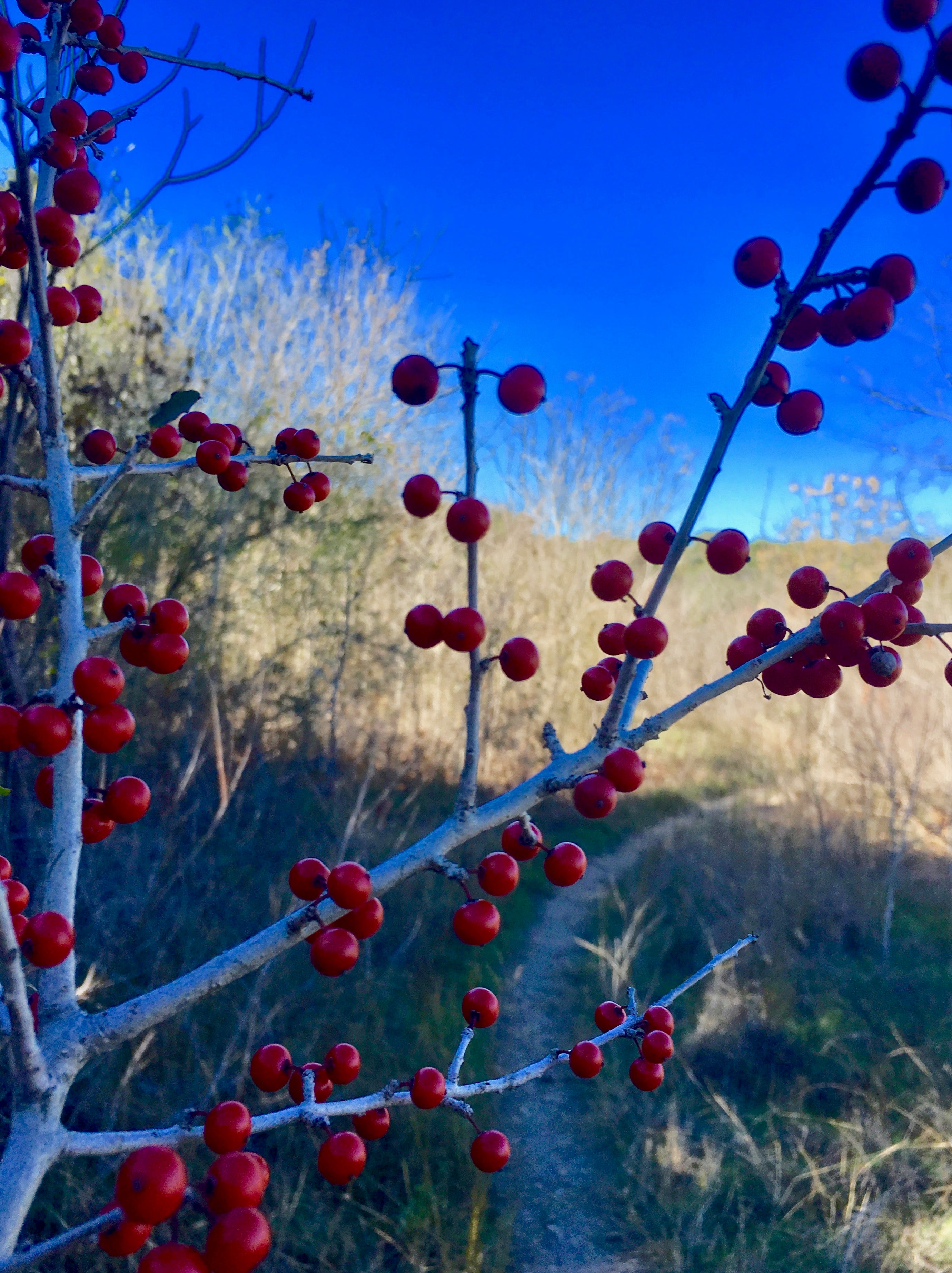 China Berry Tree along the trail