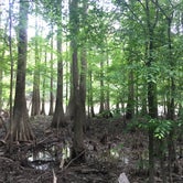 Review photo of Longleaf Campground — Congaree National Park by Margaret , April 30, 2019